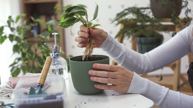 Person removing plant from pot