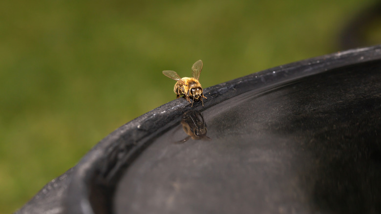 A bee drinks carefully from the edge of a bird bath.