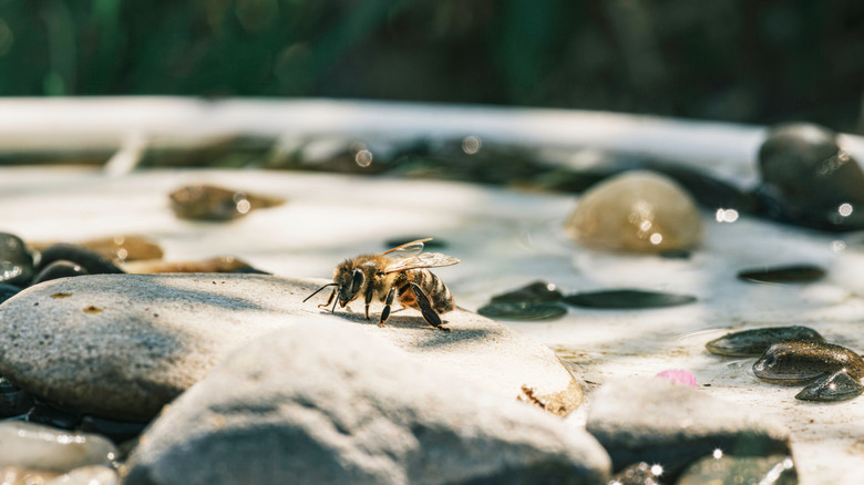 A bee stands on a rock while drinking from a bee waterer.