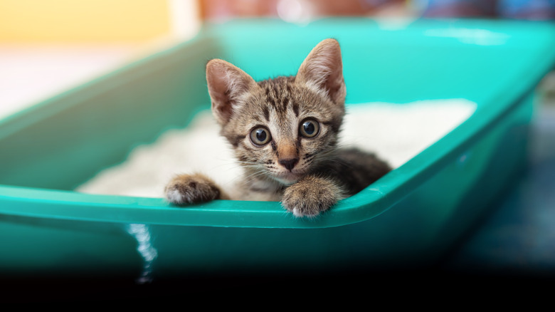 Kitten in litter box