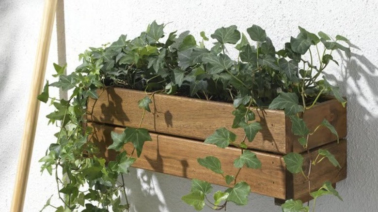 A close up of the STJÄRNANIS planter box mounted on a white wall with pots of ivy in it