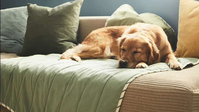 A golden retriever sleeps on a green UTSÅDD pet blanket on a taupe sofa surrounded by pillows