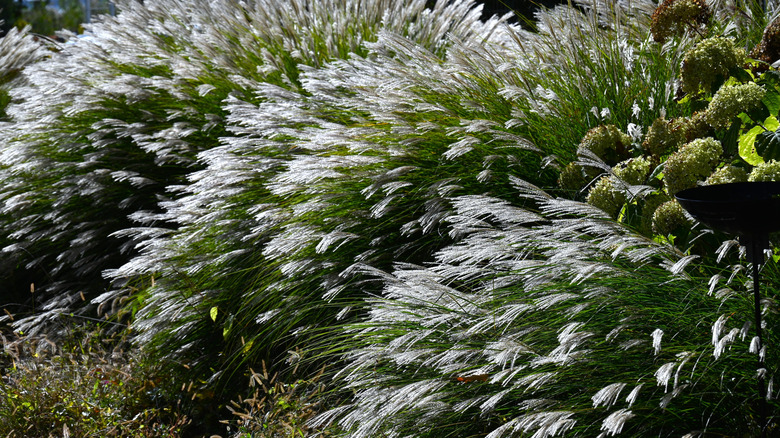 pampas grass growing in large bunches