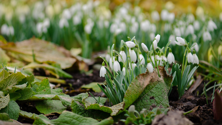 close-up of snowdrops growing in a field