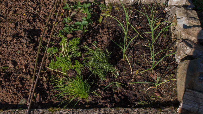 Alliums, herbs, and strawberries growing in a garden bed