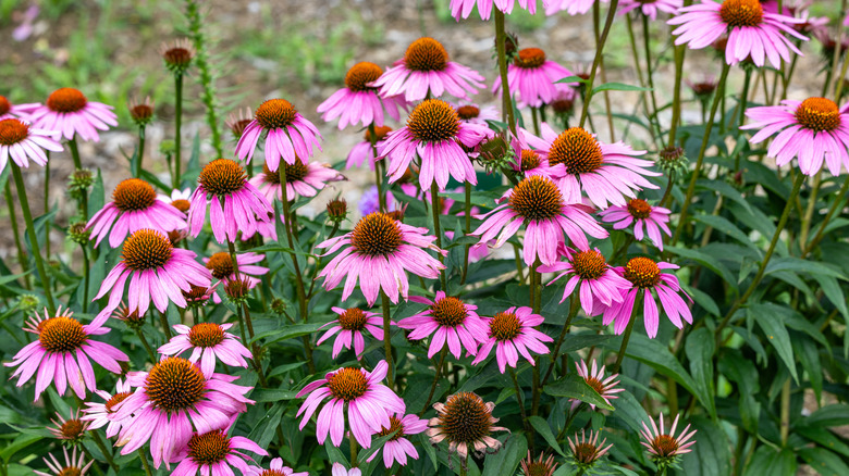 cone flowers growing in garden that can be used to catch falling leaves and snow