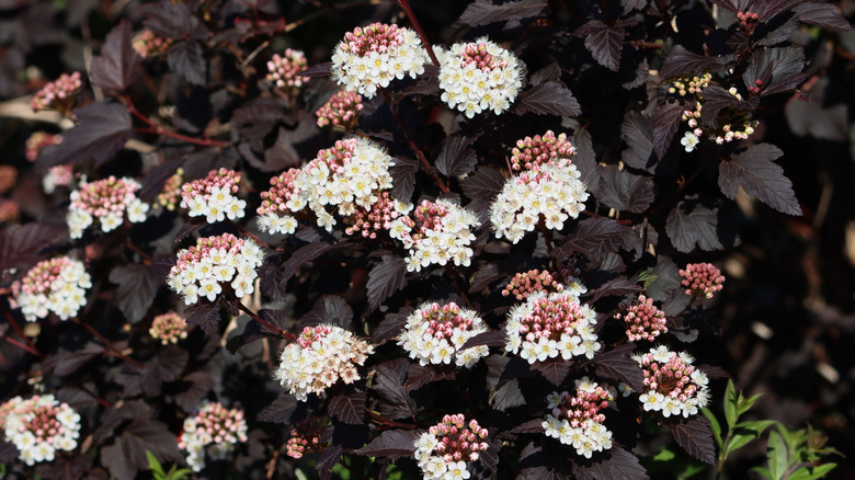 Close-up of ninebark blossoms and leaves