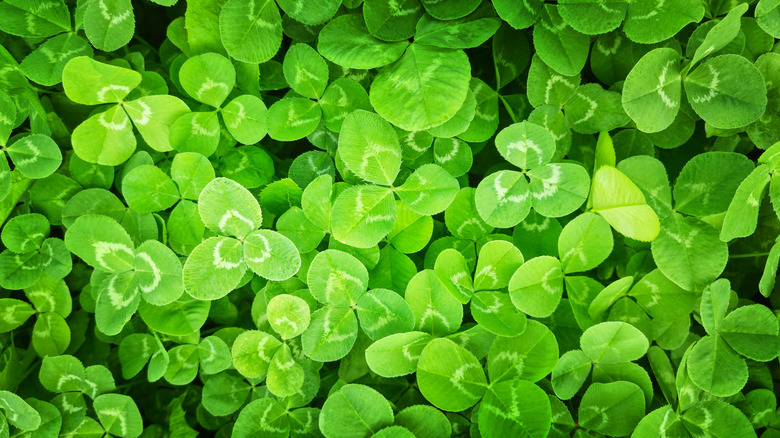 close-up of a bed of clover