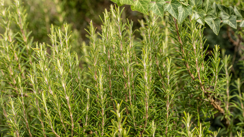rosemary growing in a sunny garden