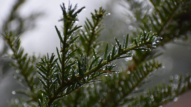 evergreen branch covered with water droplets