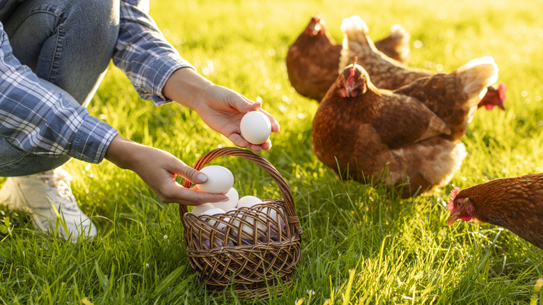 Person collecting eggs with chickens in her backyard