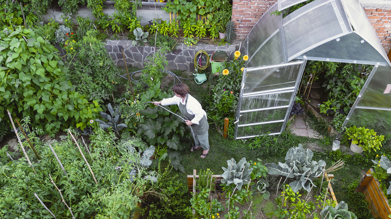Woman tends to garden in her urban homestead