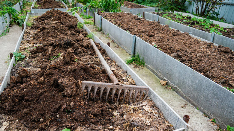vegetable beds with manure