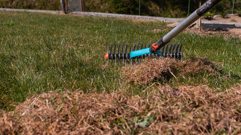 Dethatching a no mow lawn