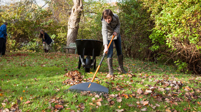 Raking a no mow lawn