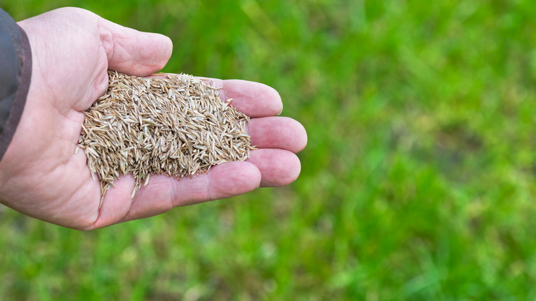 Overseeding no mow lawn