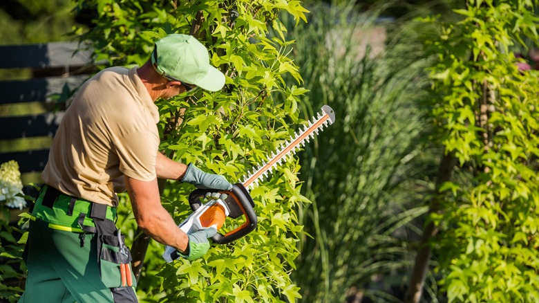 person trimming trees