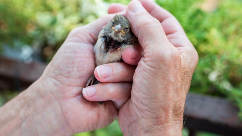 Light-skinned hands hold a small injured bird.