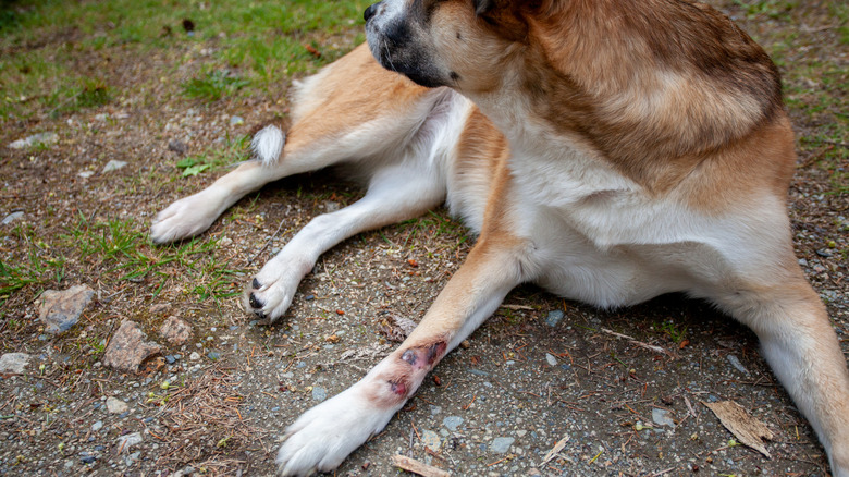 A large white, brown, and tan dog with an injured leg
