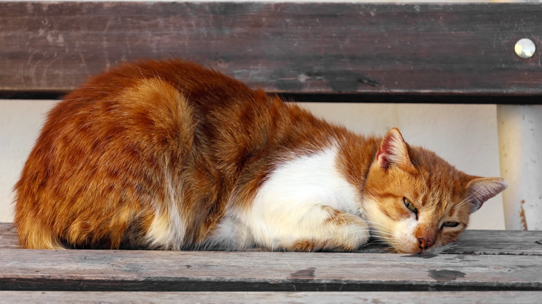 A stray orange cat looks unwell.