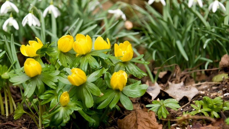 Blooming winter aconites