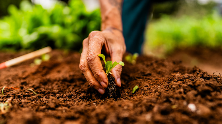 Person planting in reddish soil