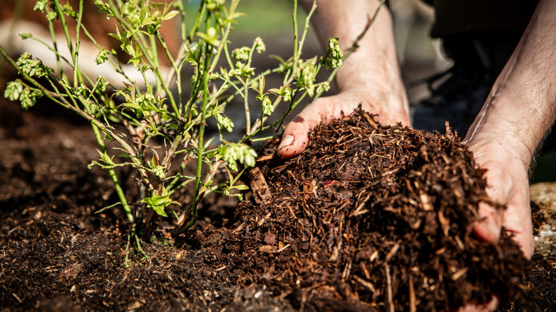 Hands spreading mulch over soil