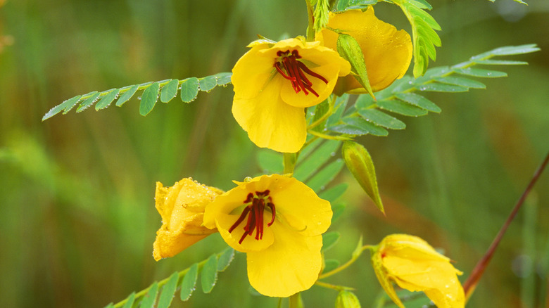 A close-up of a healthy, flowering partridge pea plant