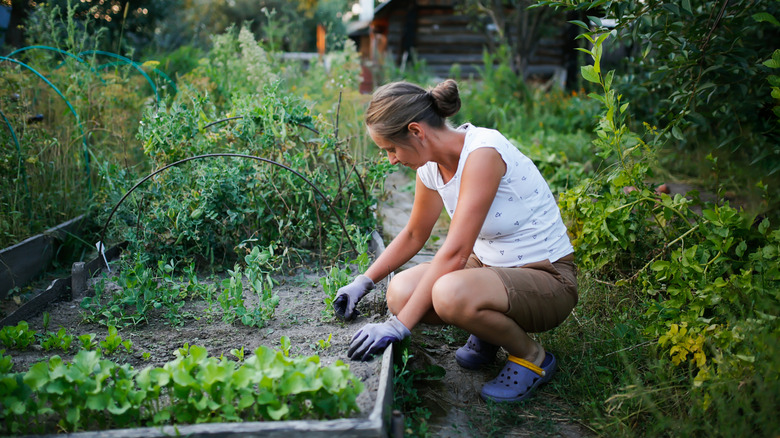 A woman tending to the soil and plants in her garden