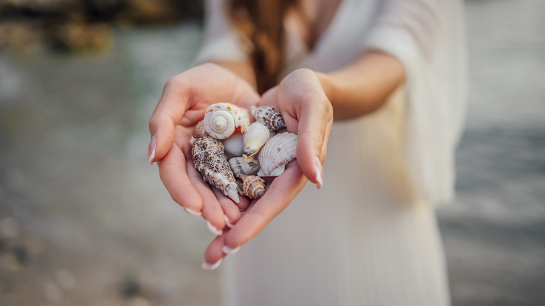 Hands holding seashells