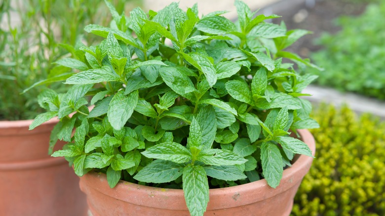 Mint in terra cotta container