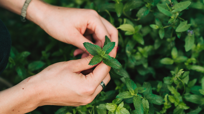 gardener's hands holding mint leaves