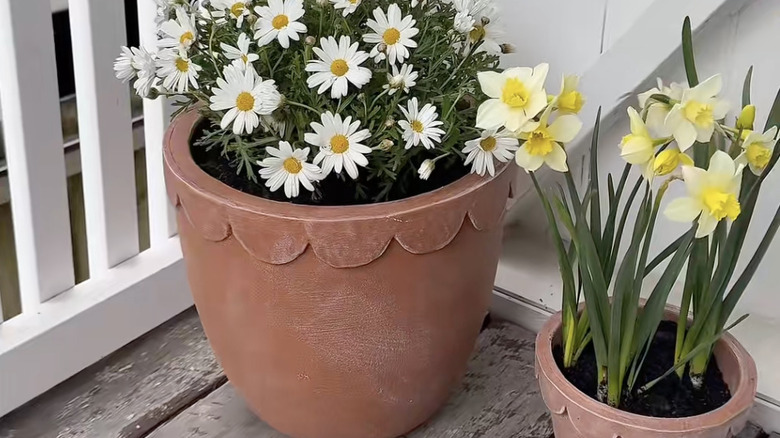 Terracotta pots with a scalloped design around the rim and flowers crowing inside..