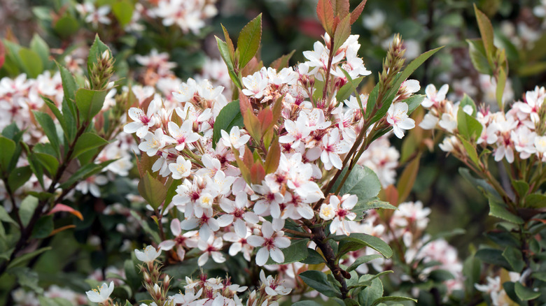 Indian Hawthorn blooms