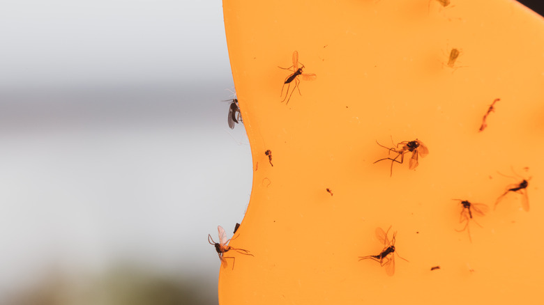 Gnats on sticky trap