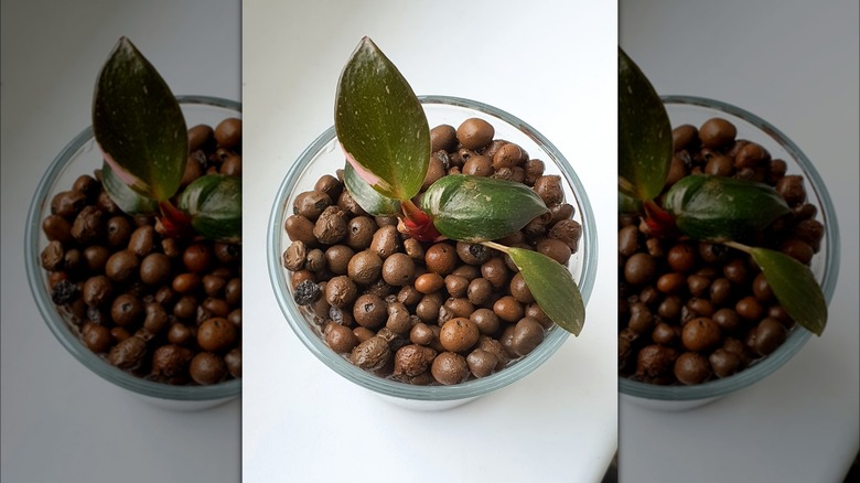 Plant growing in LECA