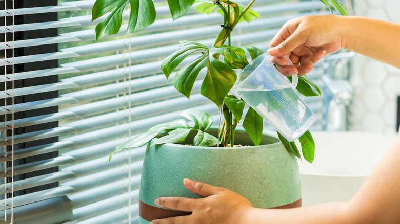 person watering indoor plants