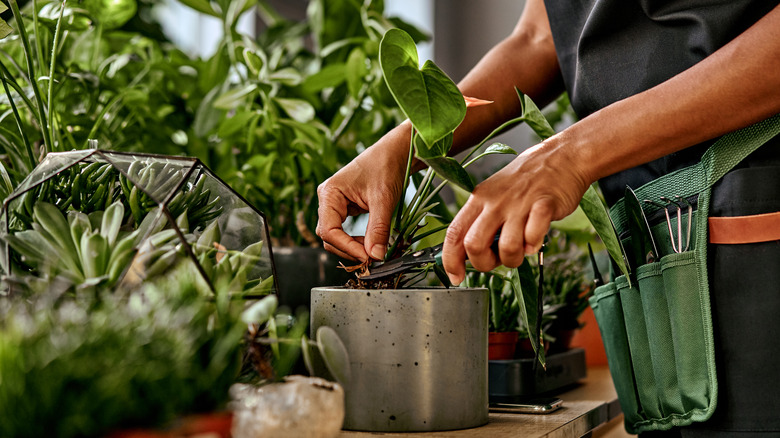 person tending to indoor plants