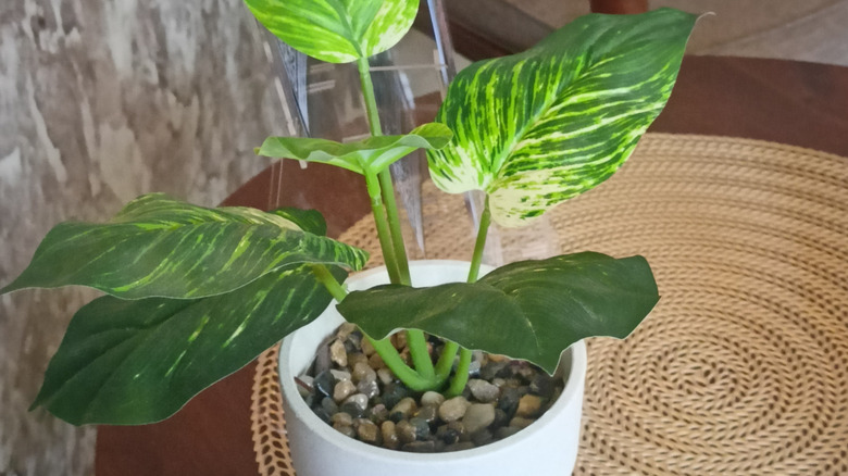 Golden pothos in a pot with gravel on top