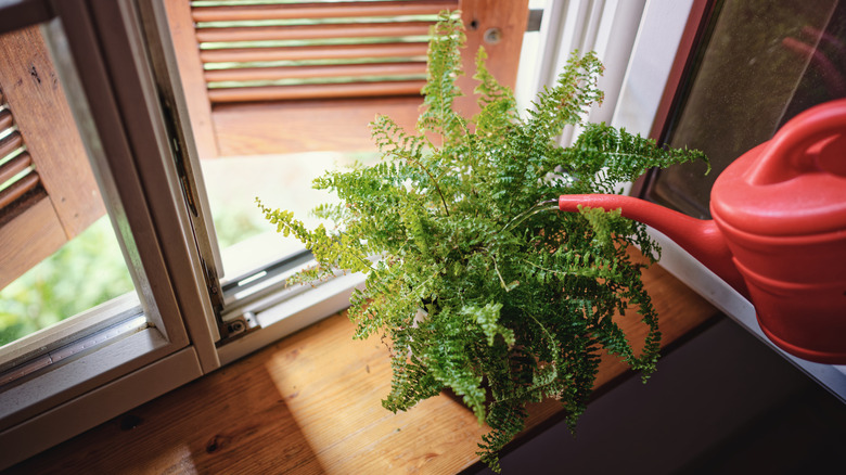 A plant being watered by a watering can.