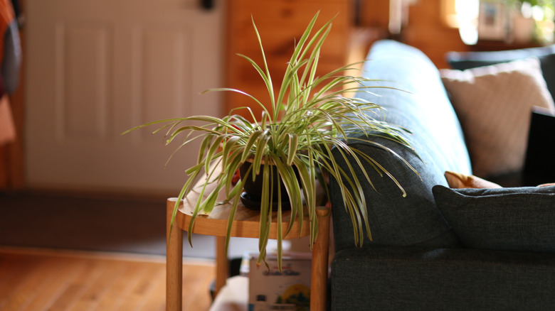 A spider plant sitting on a side table