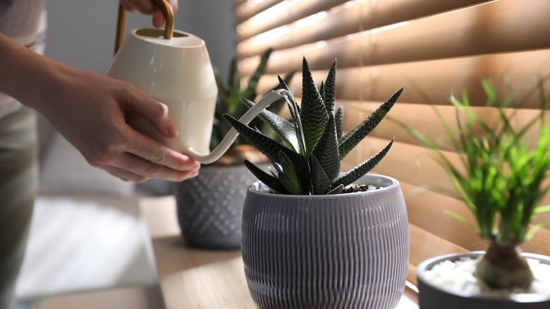 Woman watering beautiful potted plant on window sill