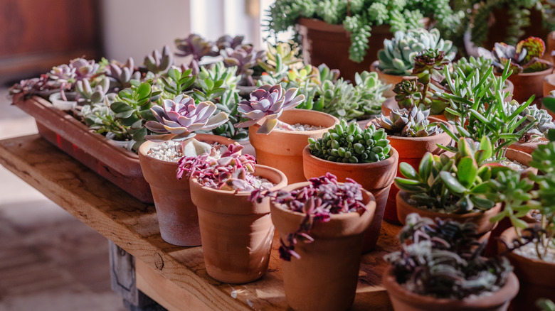 Various succulent plants in terracotta pots bask in natural light on a wooden table.
