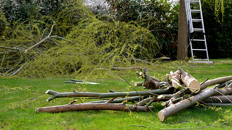 Branches and twigs piled in a yard