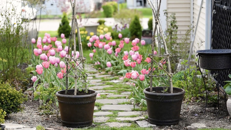 Two DIY obelisk trellises made from natural branches in pots in a garden