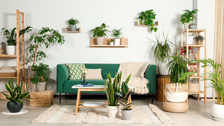 A living space packed with potted plants and natural finishes