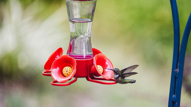 hummingbird at feeder