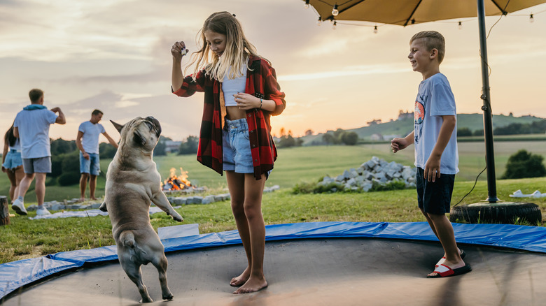 kids and dog on trampoline