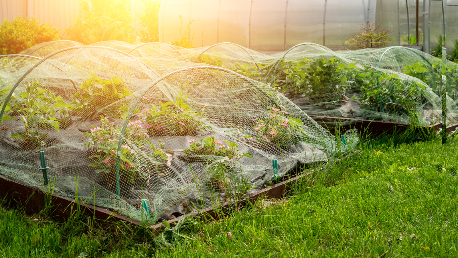 Insect Netting: What Is It And How To Effectively Use It To Protect Plants From Pests