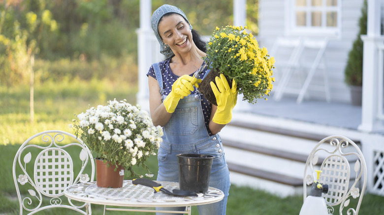 Woman planting chrysanthemums